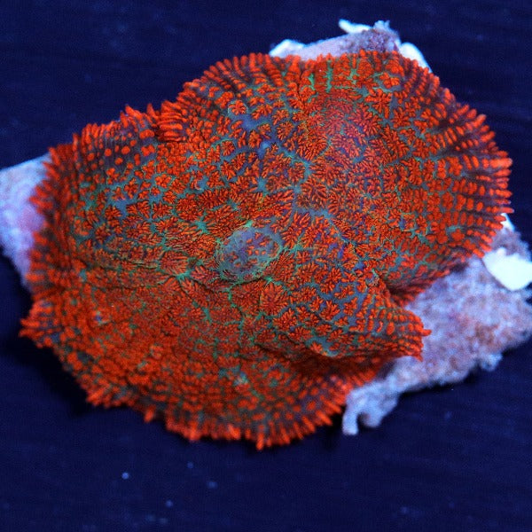 Rhodactis Mushroom Red/Orange