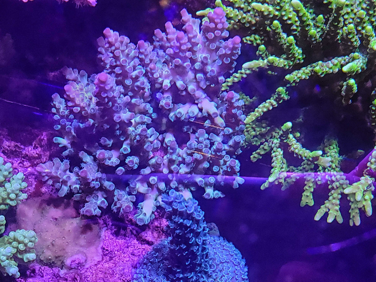 Biota Palau LSP (Lumpy Space Princess) Acropora Mini-colony - The Biota ...