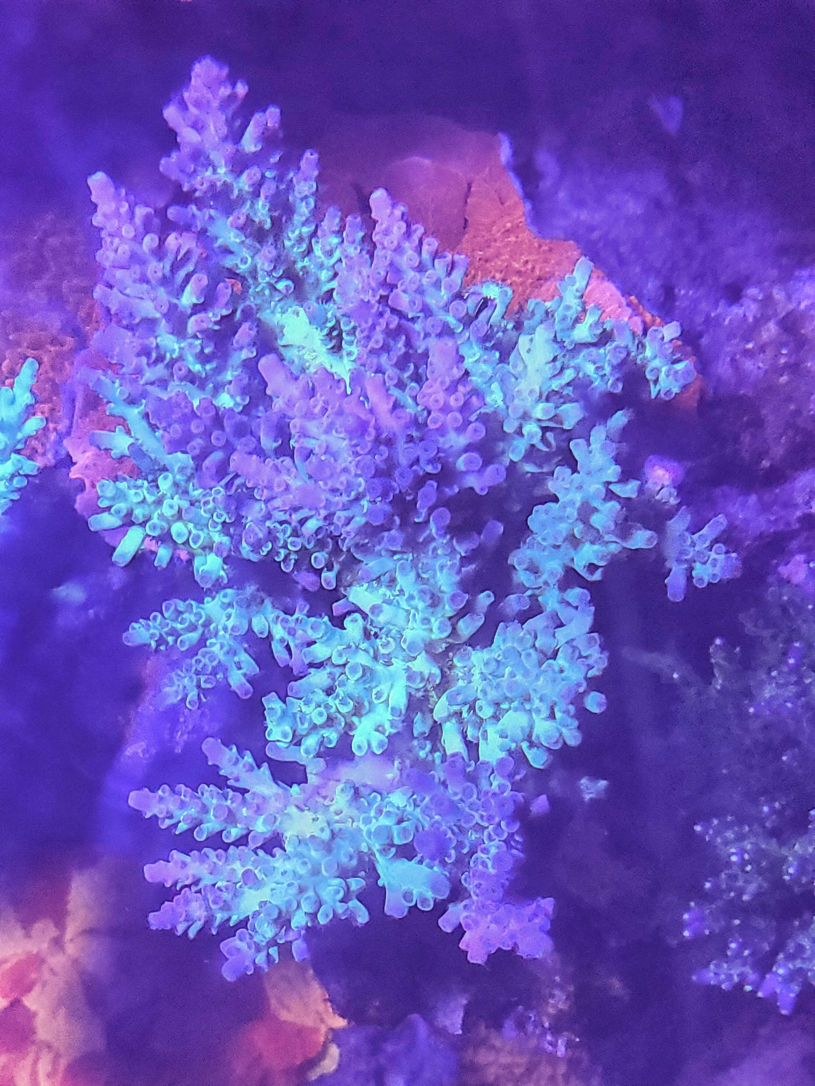 Coral Essentials Coral Amino 50ml - 海水魚専門店 ceppo
