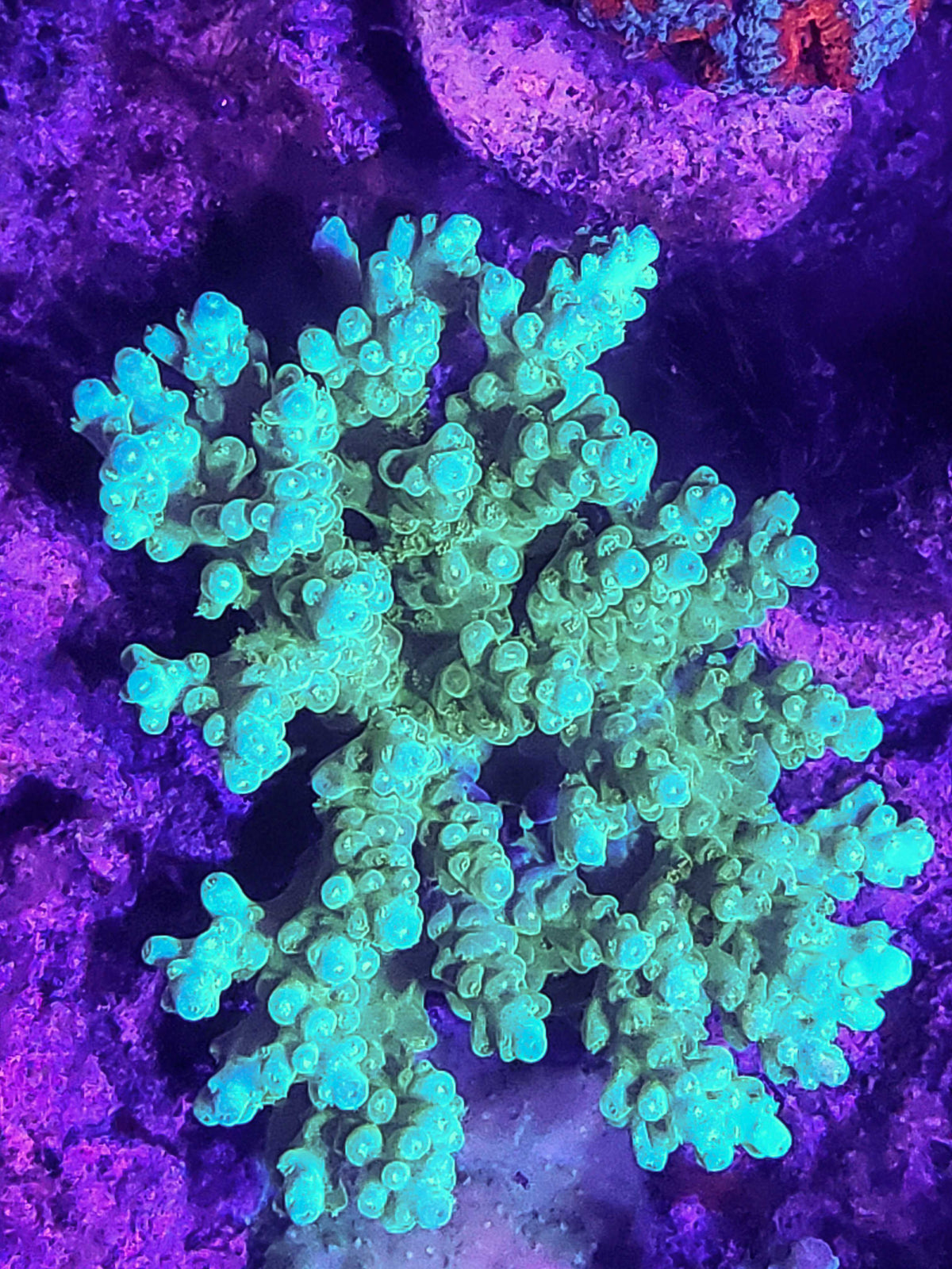 Biota Palau Turtle Bay Acropora mini-colony - The Biota Group