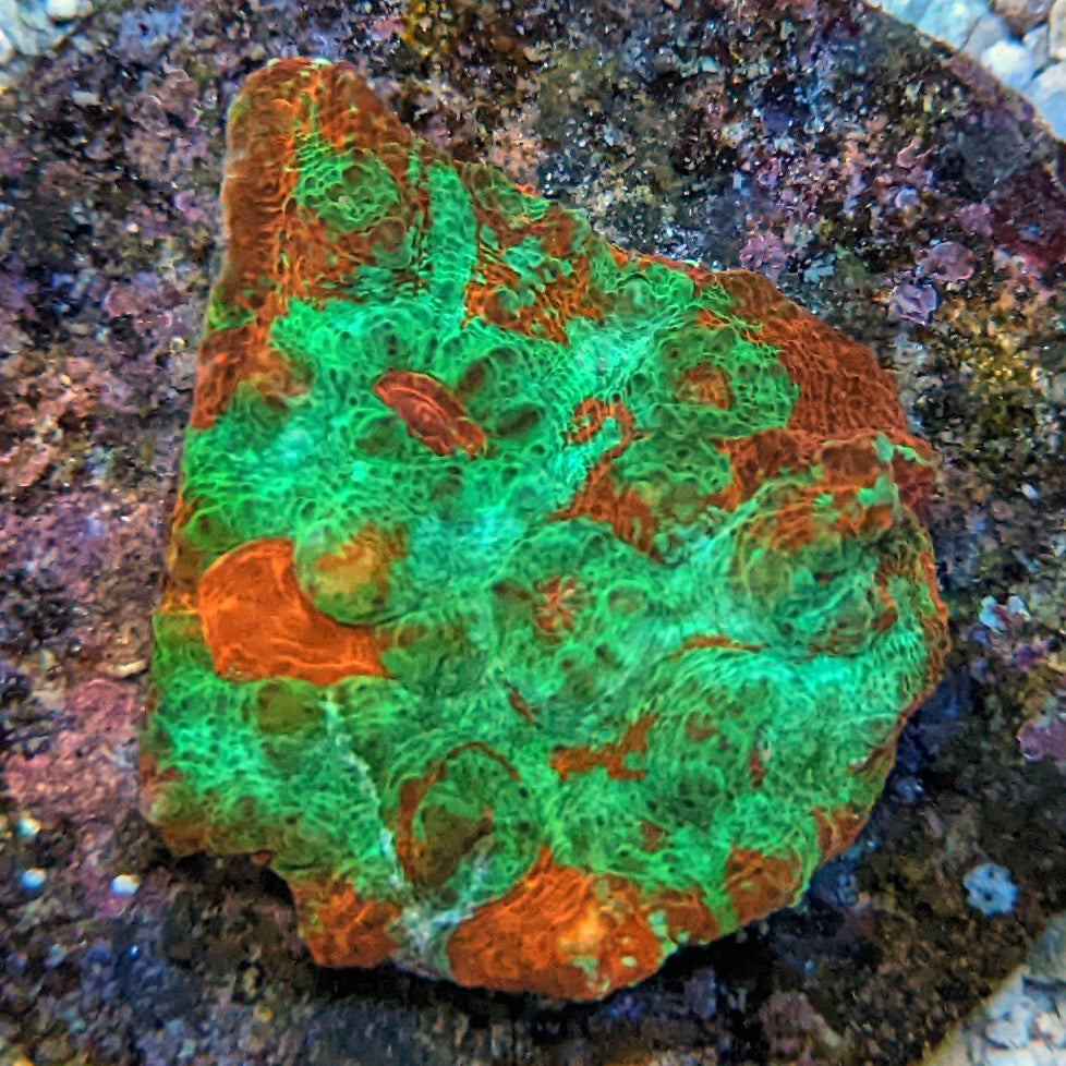 Maricultured Chalice Coral assorted colony