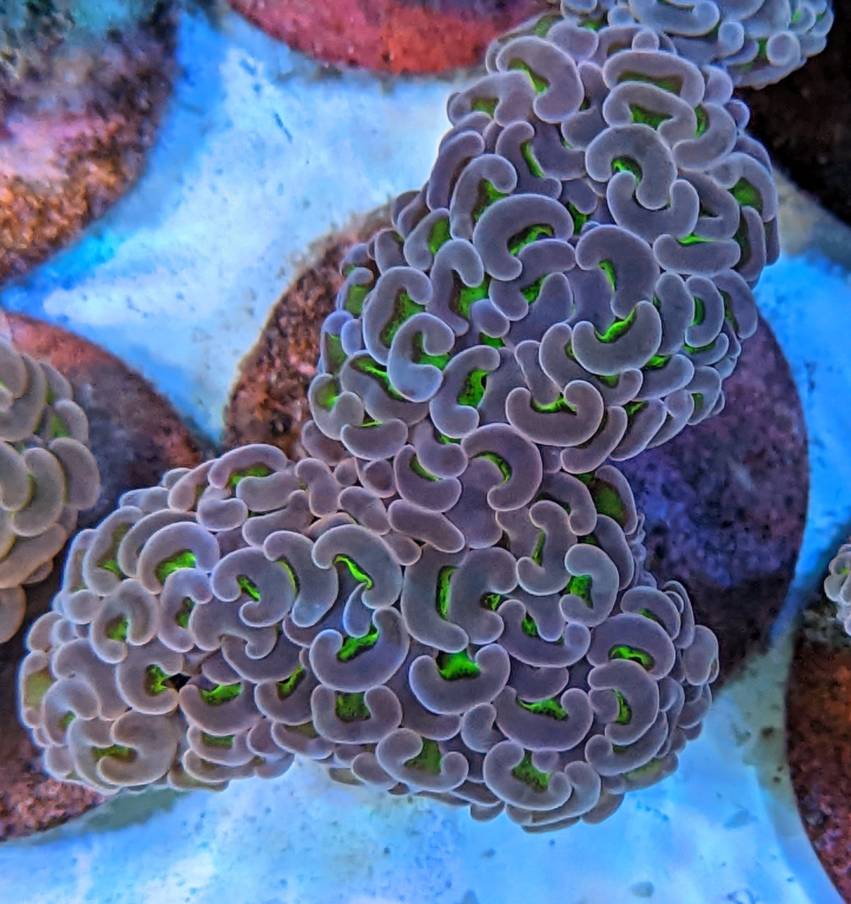 Biota Palau Bicolor Hammer Coral