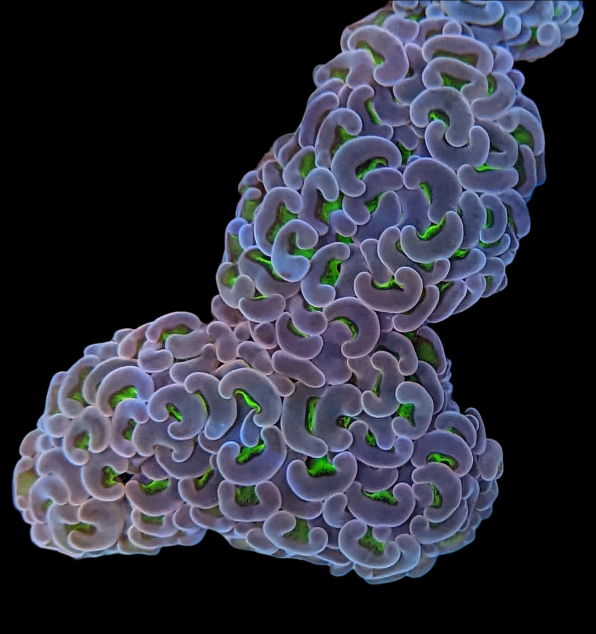 Biota Palau Bicolor Hammer Coral - The Biota Group