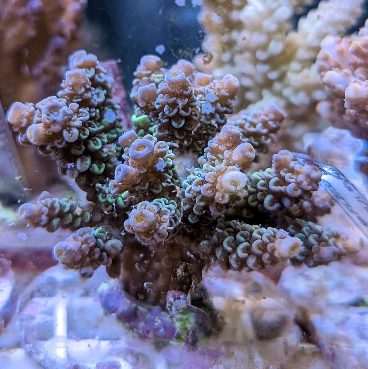 Maricultured Acropora assorted colony