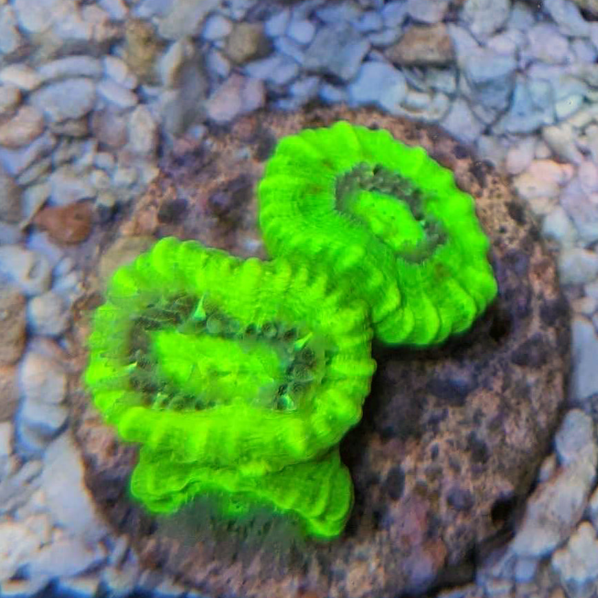 Biota Palau Neon Green Candycane Coral Frag