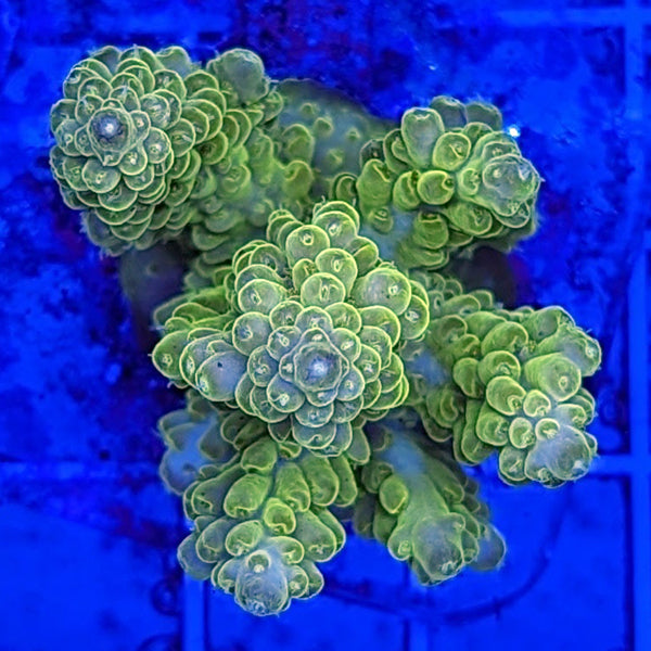 Maricultured Acropora assorted colony