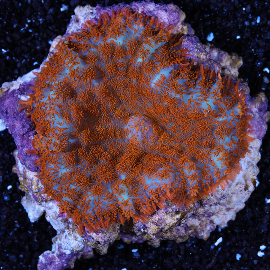 Pacific Dawn Mushroom One Polyp