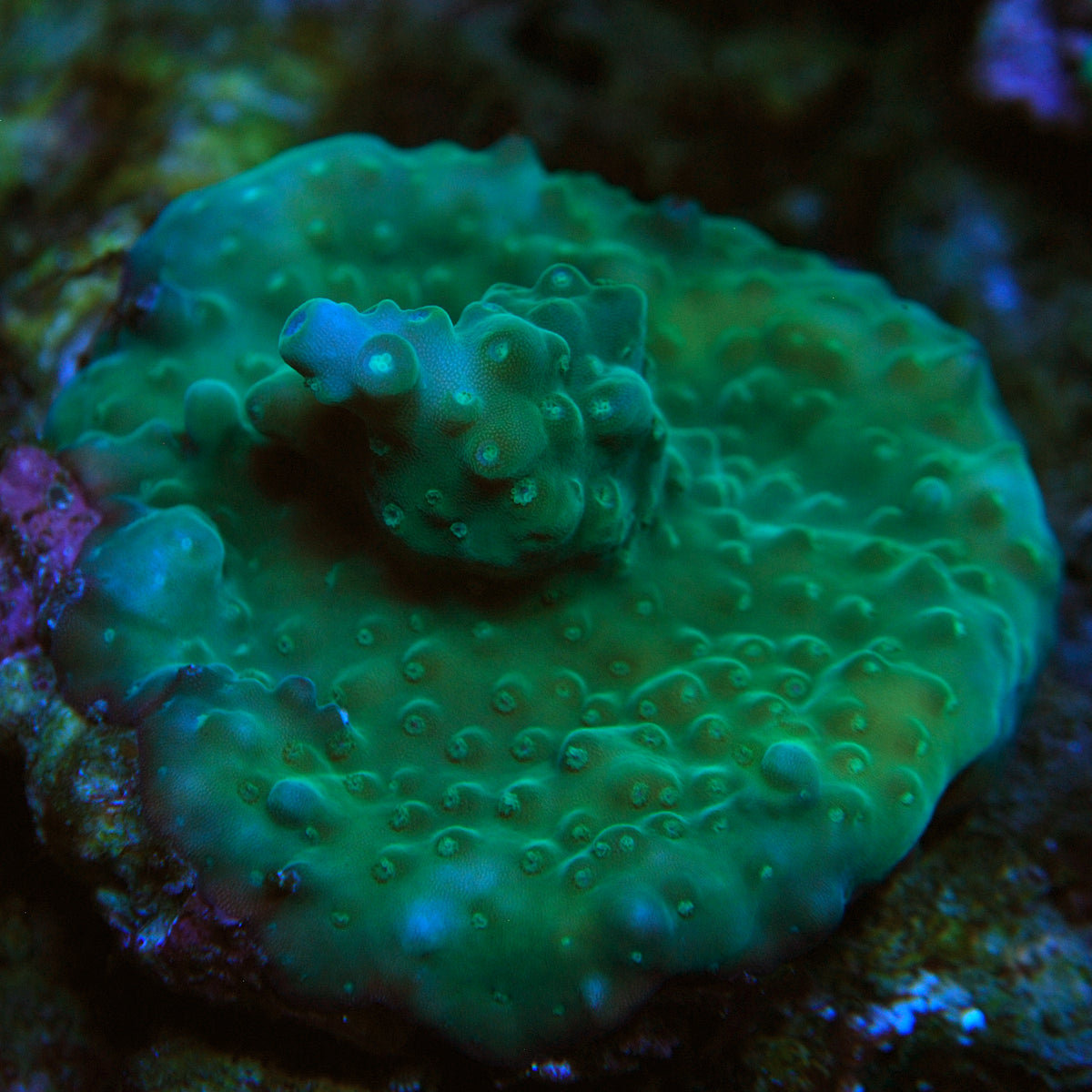 Biota Palau Turtle Bay Acropora mini-colony