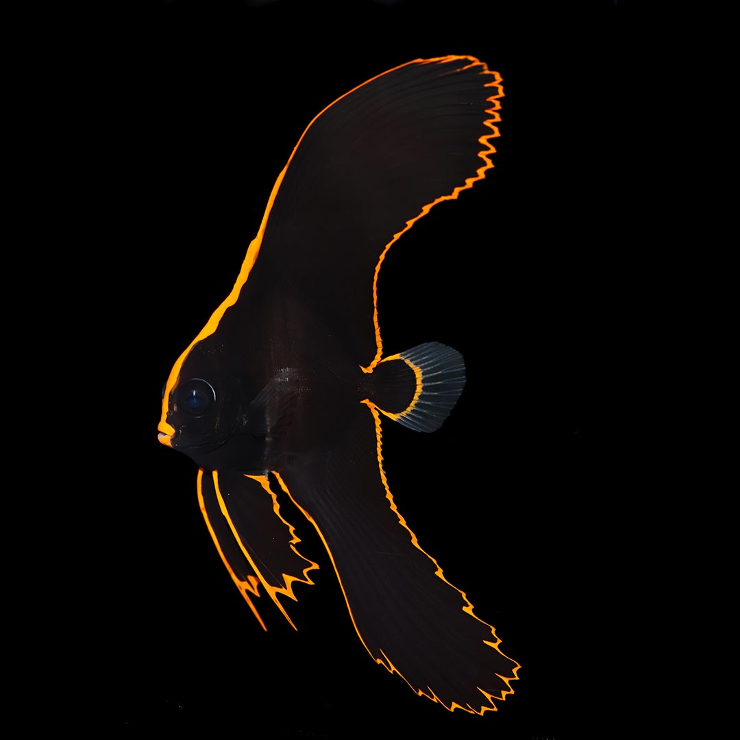 Emperor Angelfish 1.5+ - The Biota Group