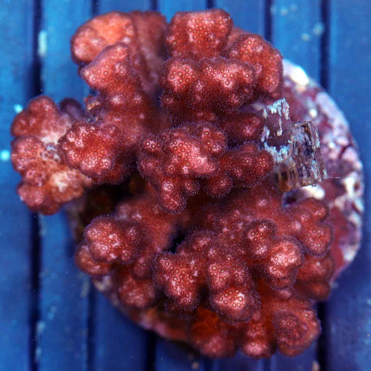 Pink or Red Pocillopora