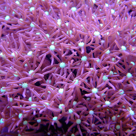 Purple Star Polyp MED
