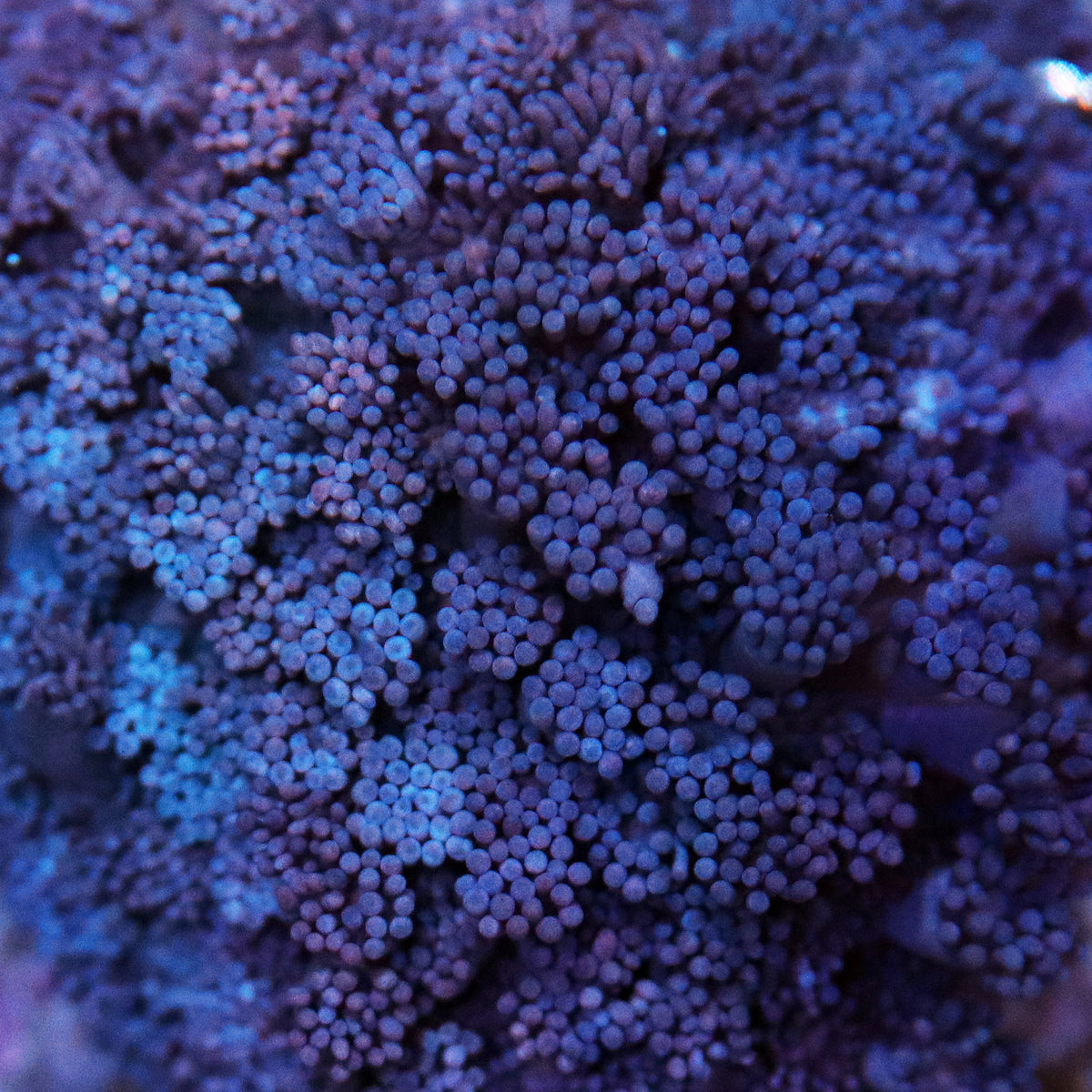 Biota Purple Goniopora frag