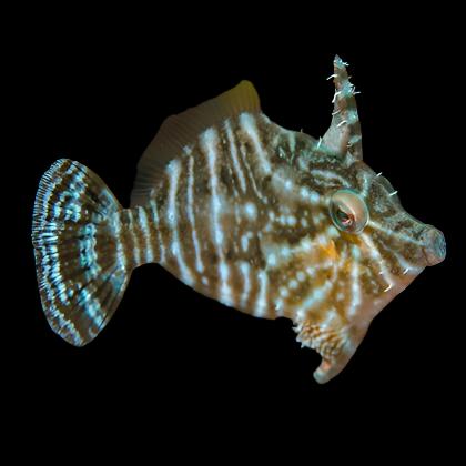 Filefish - The Biota Group