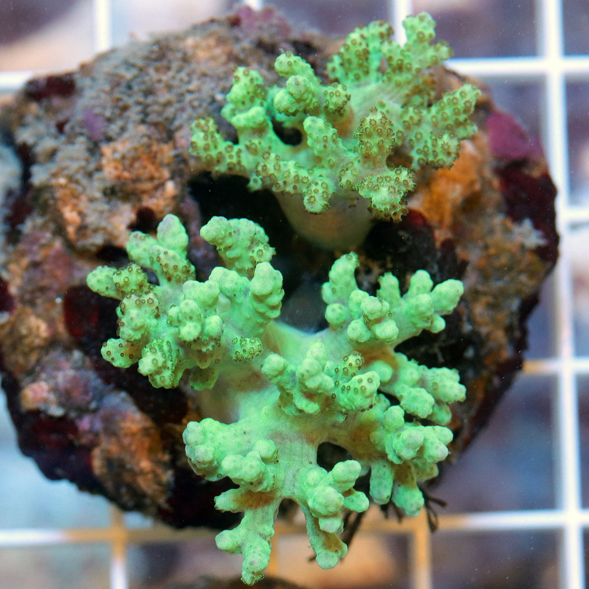 Green Sinularia Coral