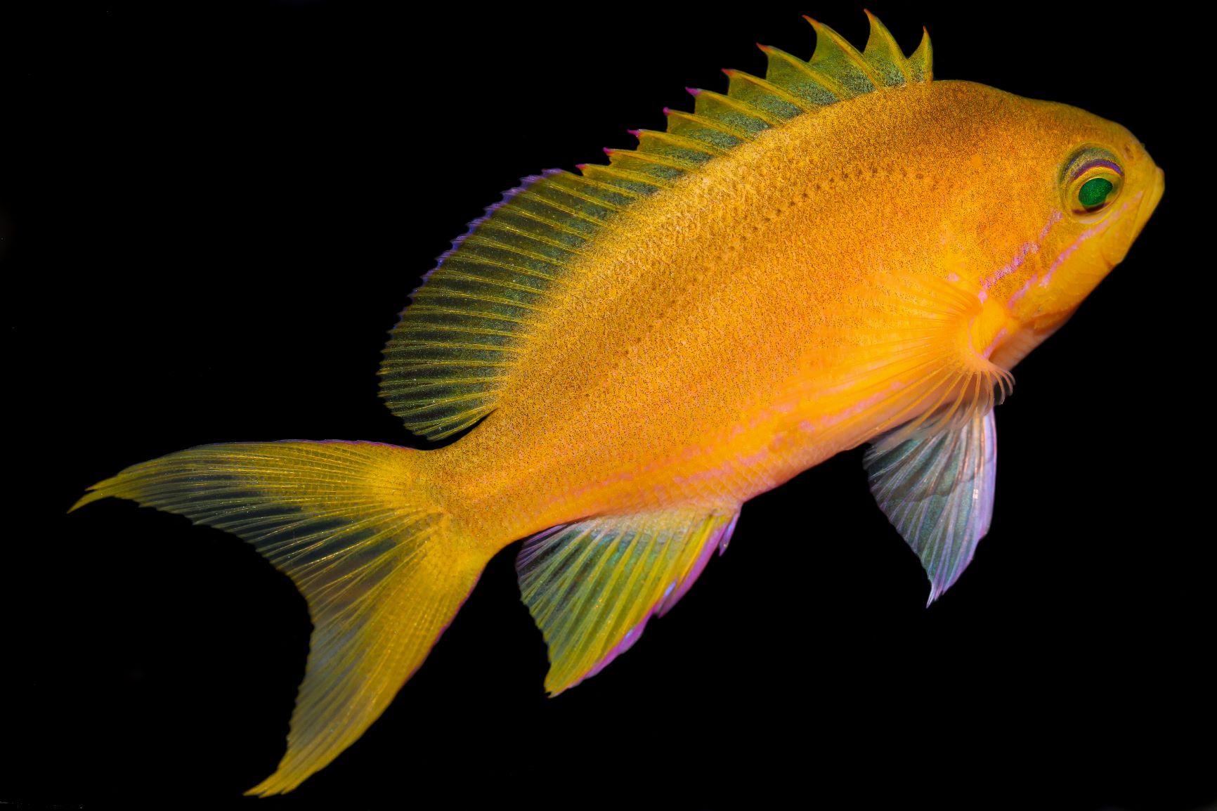 Pink Square Anthias - The Biota Group