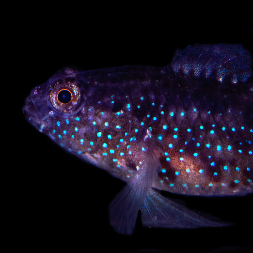 Starry Goby