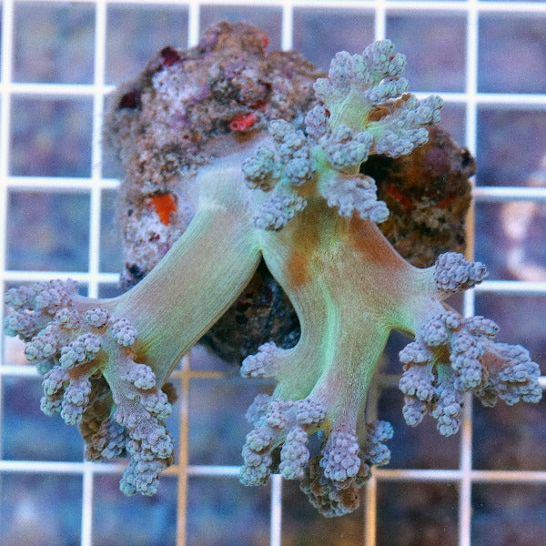 Green Strawberry Tree Coral