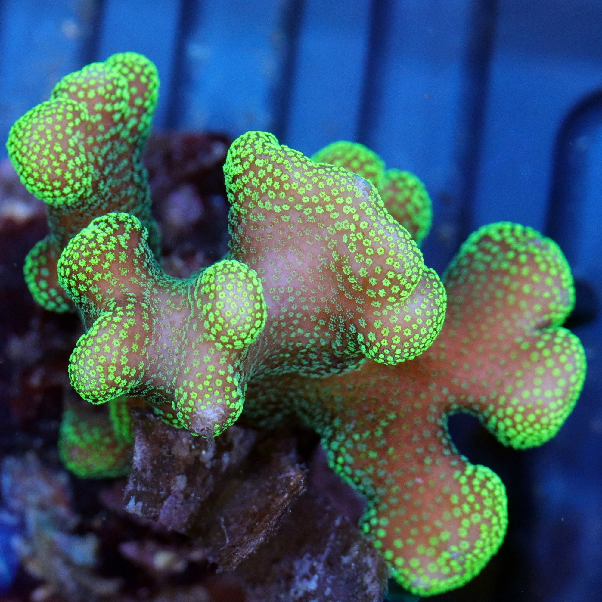 ORA Aussie Orchid Berry Acropora Coral - Oceans Garden Aquaculture
