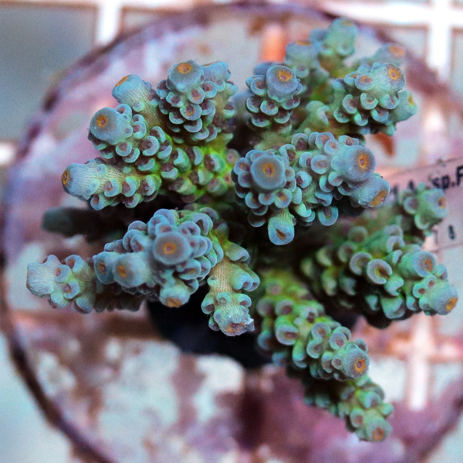 Assorted Acropora Coral Frag Pack  Buy Live Coral for Sale - Vivid  Aquariums