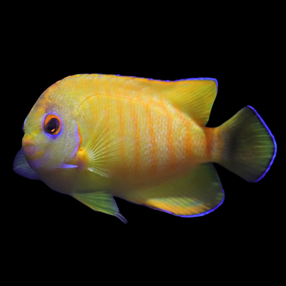 Tigerpyge Angelfish - The Biota Group