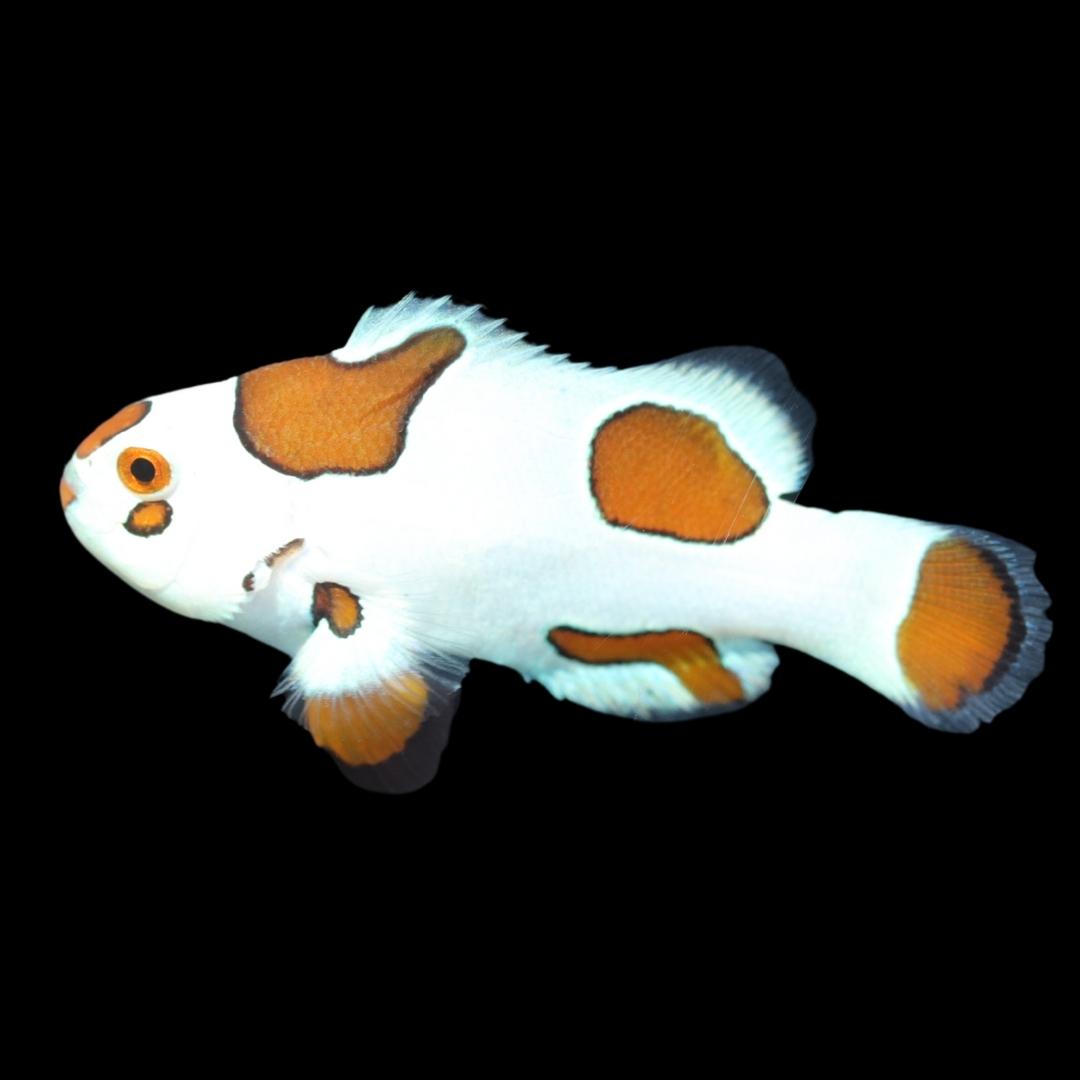 Mocha Storm Clownfish