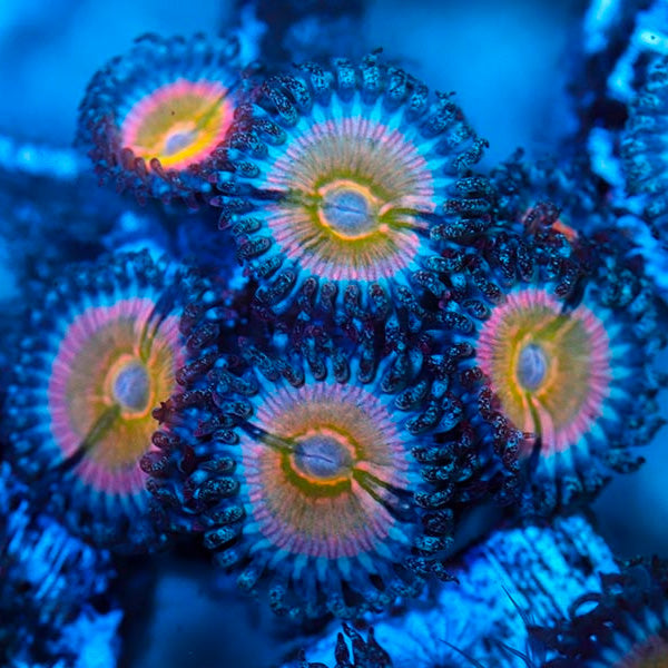 Rainbow Infusion Zoanthid Per Polyp