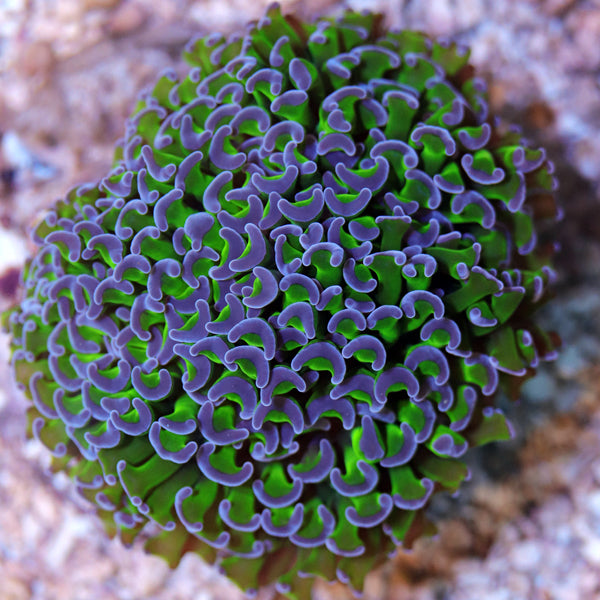 Bali Bicolor Hammer Coral