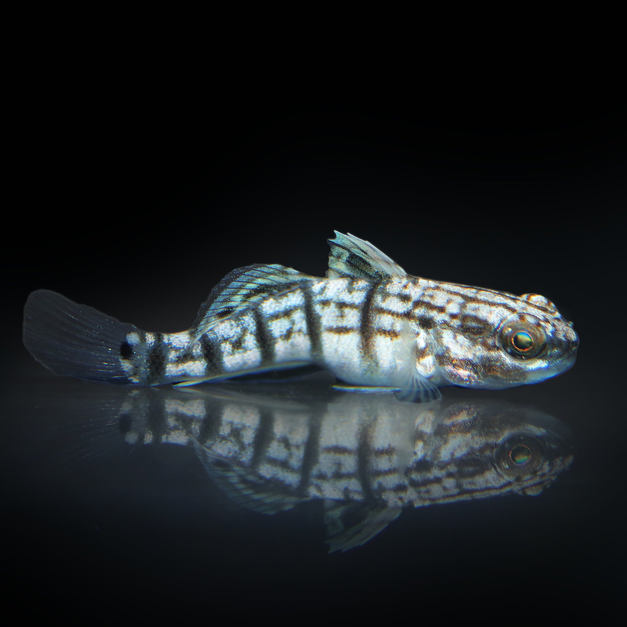 Gobie Dragon
