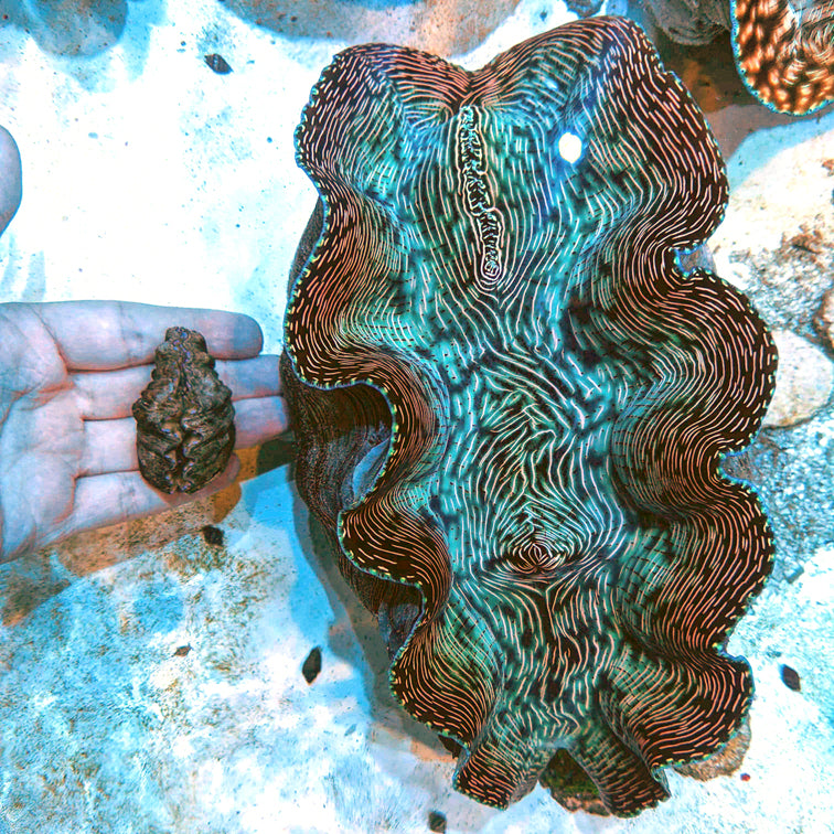 Clams - The Biota Group