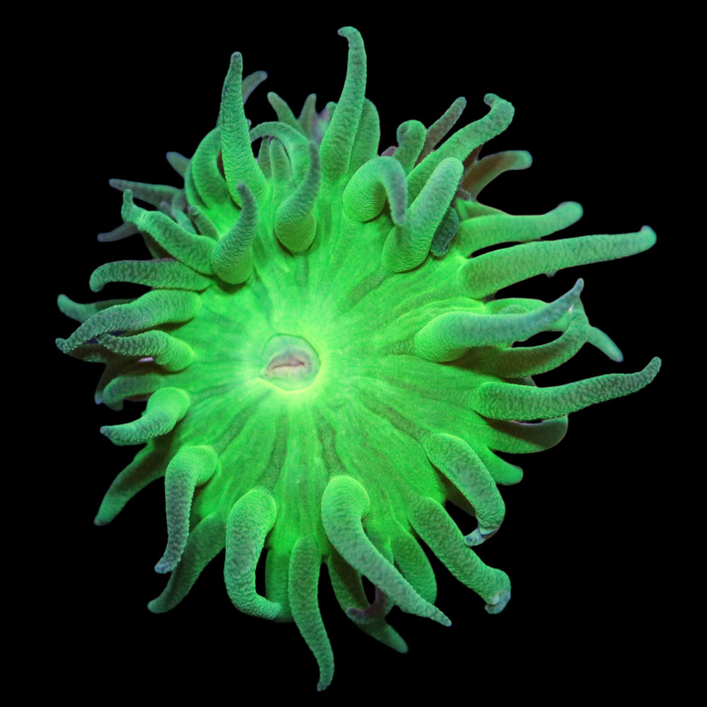 Beginner Coral - The Biota Group