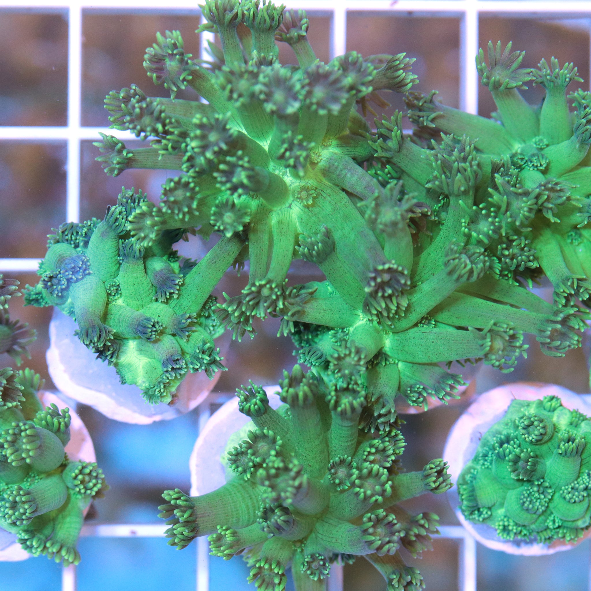 Biota Green Goblin Goniopora frag - The Biota Group