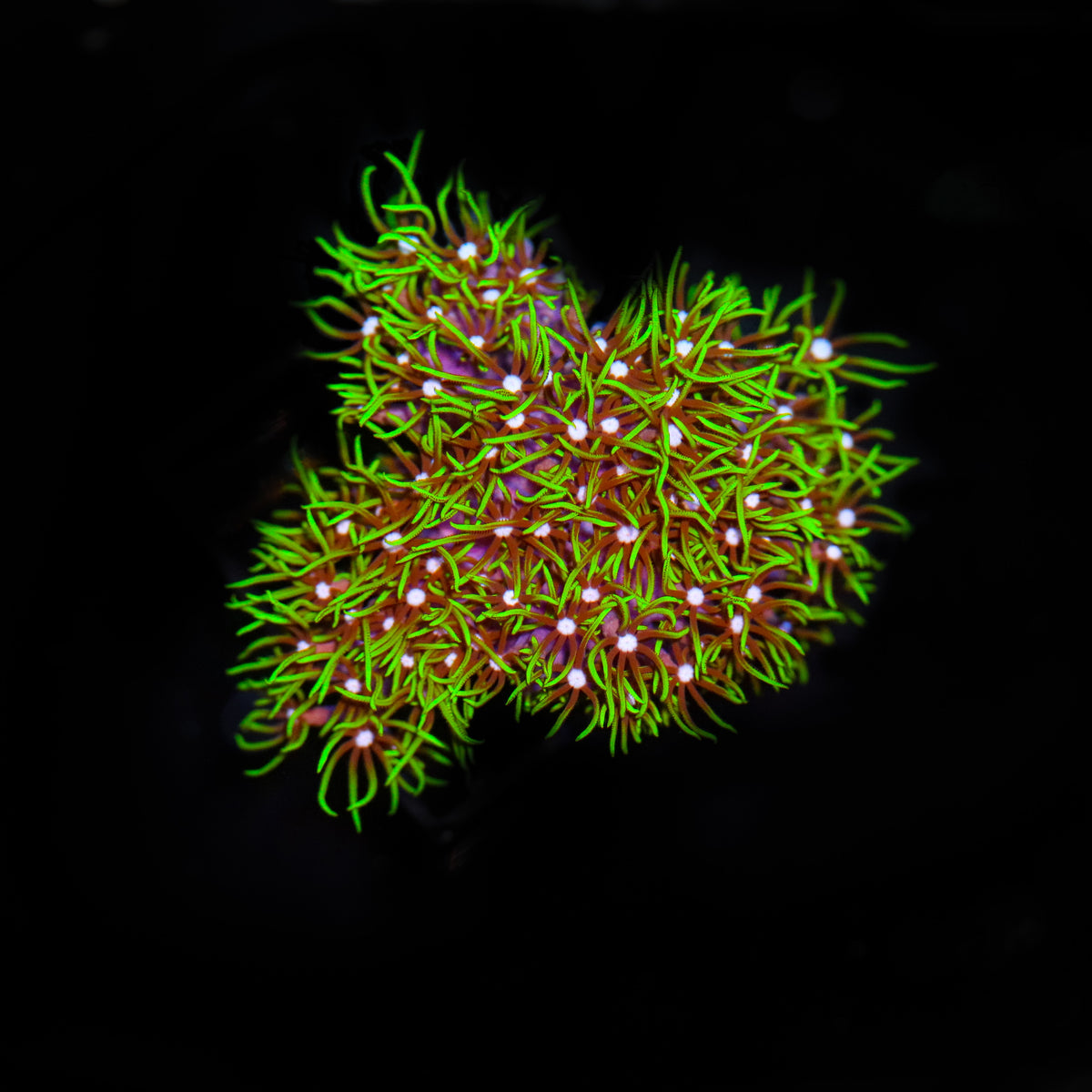Branching Green Star Polyp MED