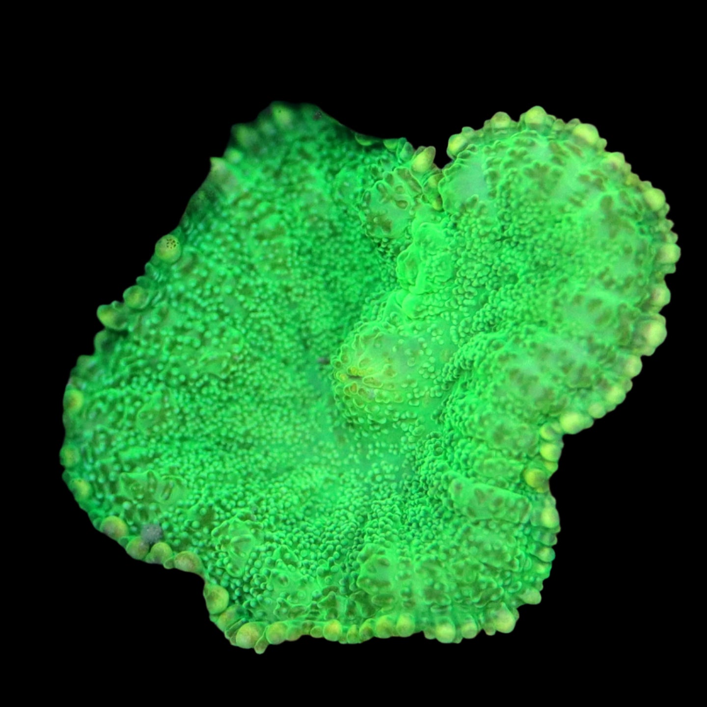 Biota Hulk Mushroom - The Biota Group
