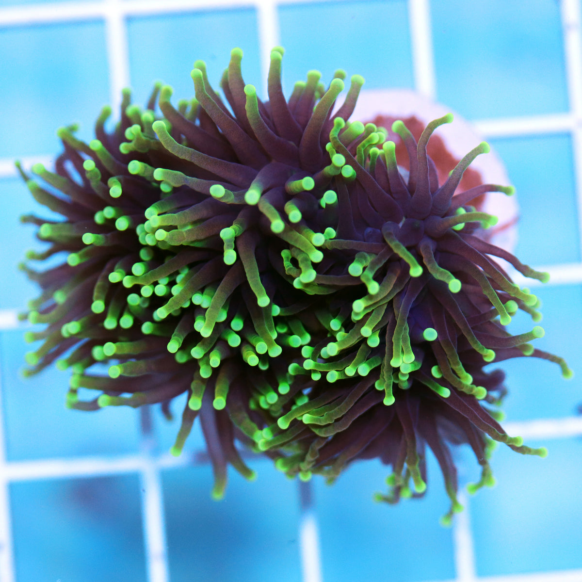 Biota Midnight Torch frag - The Biota Group