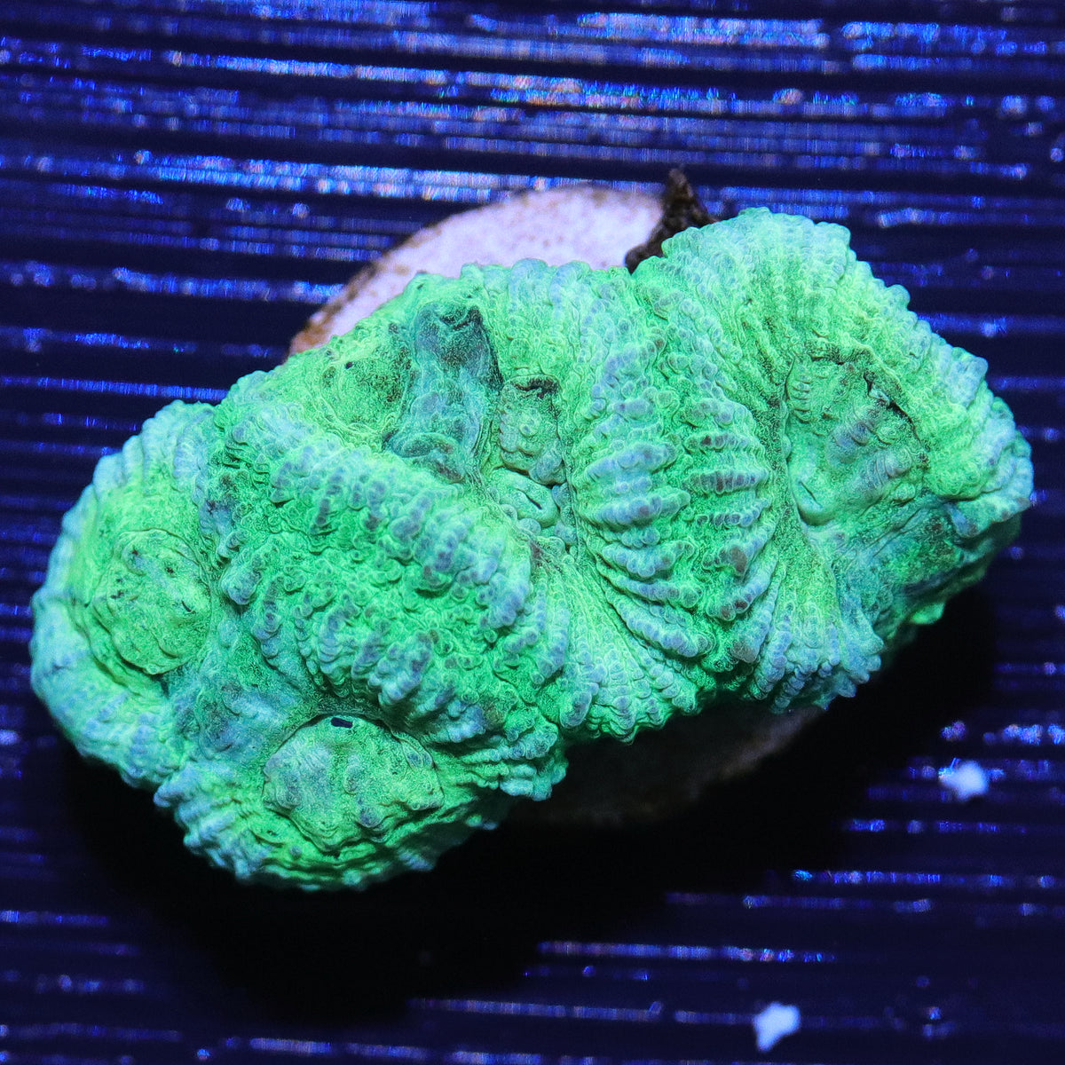 Biota Aquacultured Mint Green Favia