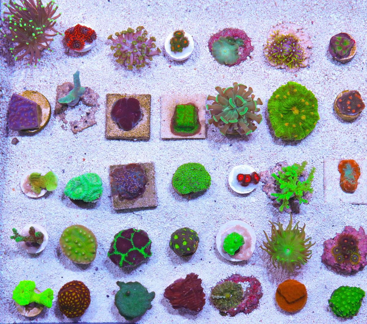 10 pack of Biota Aquacultured Coral Frags