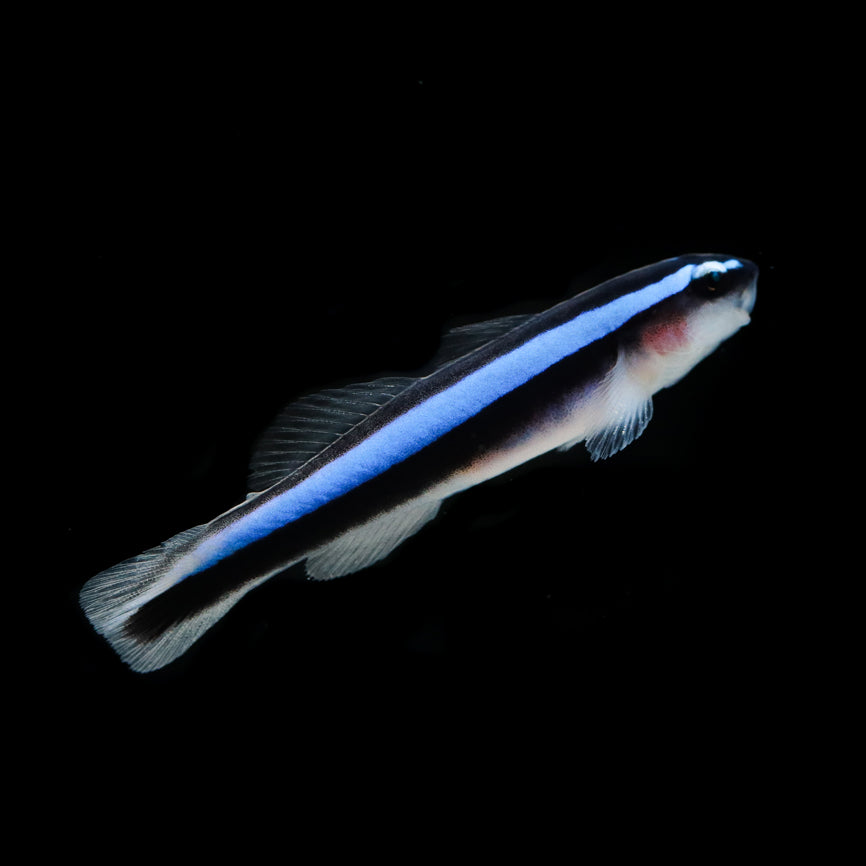 Blue Neon Cleaner Goby