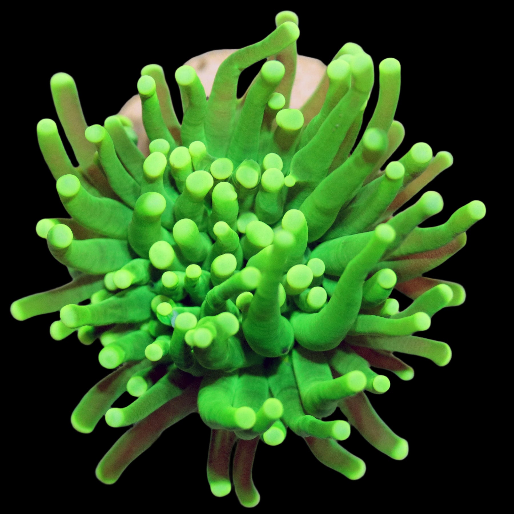 LPS - The Biota Group
