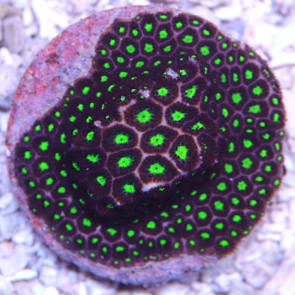LPS - The Biota Group