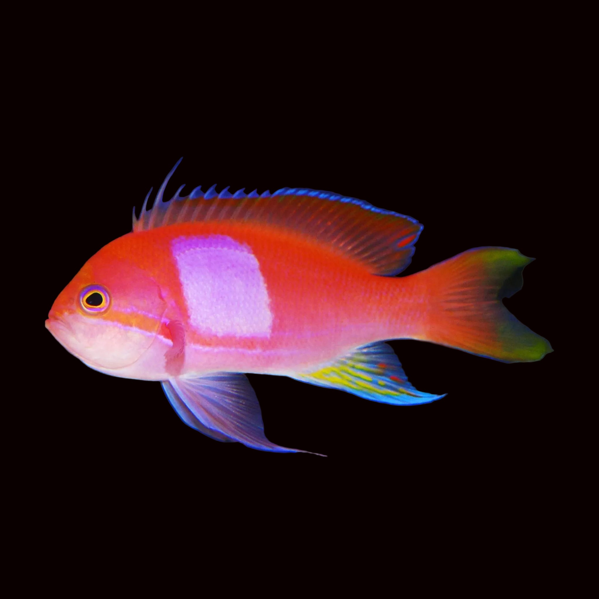 Square Spot Anthias (Male)