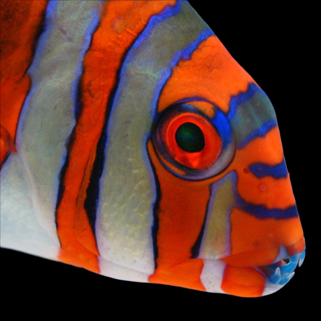 Juvenile captive bred Harlequin Tusk