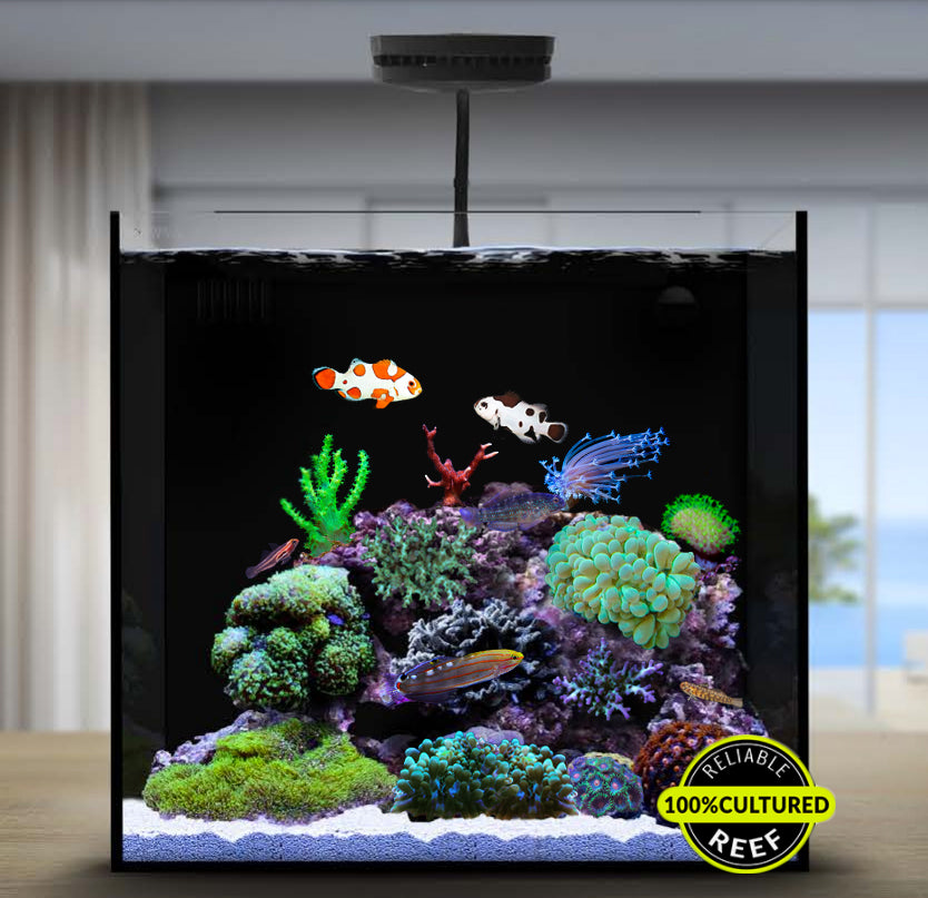 Image showcasing Saltwater Tanks For Beginners