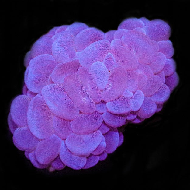 White Bubble Coral