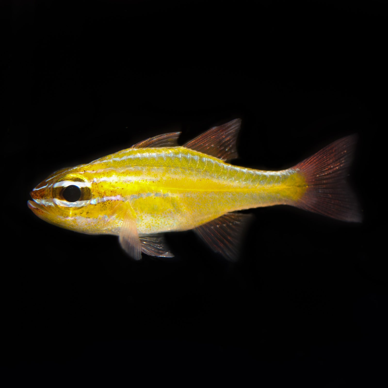 Cardinalfish - The Biota Group